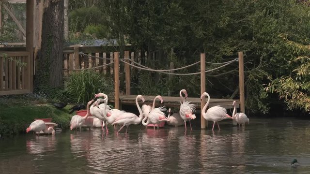 Flock of flamingos eating and fighting while standing in the lake.