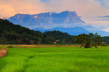 Obraz premium Beautiful sunset landscape view of young paddy field with Mount Kinabalu