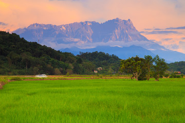 Beautiful sunset landscape view of young paddy field with Mount Kinabalu