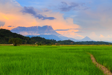 Fototapeta premium Beautiful sunset landscape view of young paddy field with Mount Kinabalu