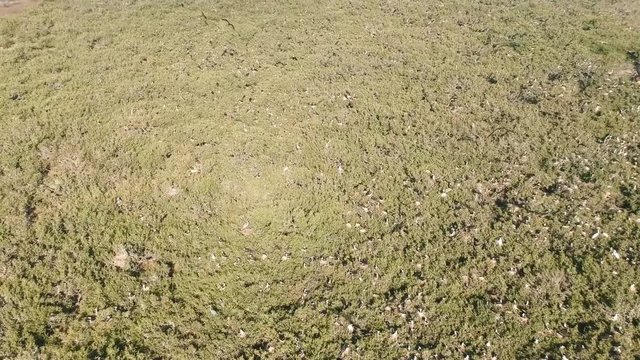 Fly over seabird colonies on Islands