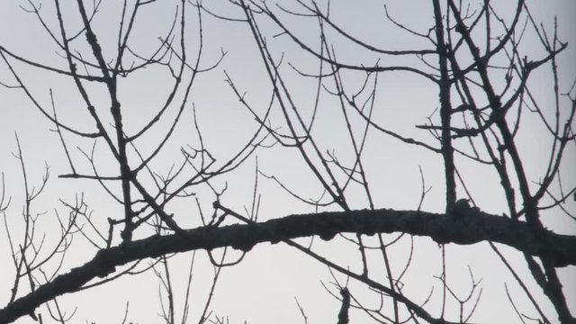 Vulture shows impressive wingspan when it takes off from a dead tree branch