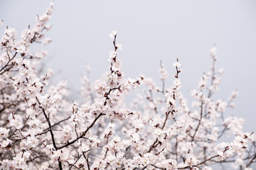 Close up white sakura flower blossom on tree in spring seasonal,natural background