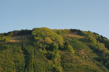 伐採後に植樹された山