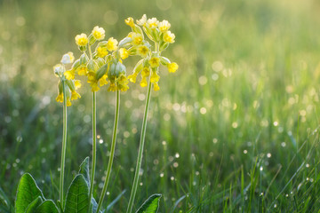 The yellow flowers of primula on a blurred background. Blank for spring card, as well as greeting card of Mother's Day.
