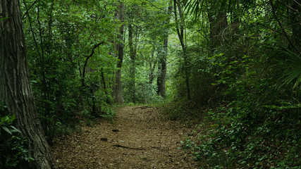 Forest trail