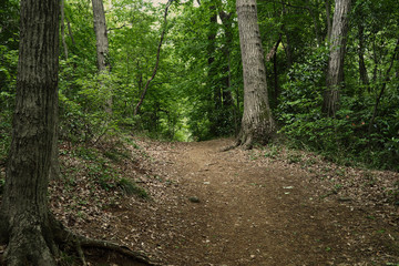 forest trail
