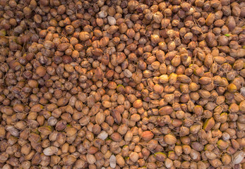 matured coconuts stocked together for de-husking. top view of dry brown coconuts for background textures.