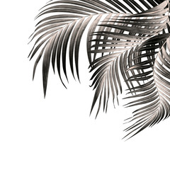 leaf of palm tree on white background