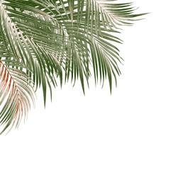 leaves of palm tree on white background
