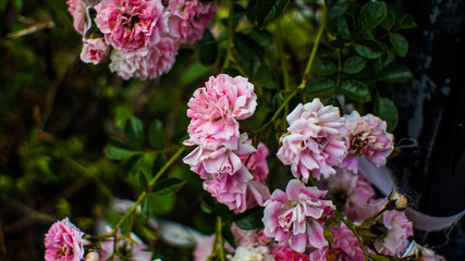  Pink Peonies 
