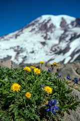 Obraz premium Beautiful wildflowers and Mount Rainier, Washington state