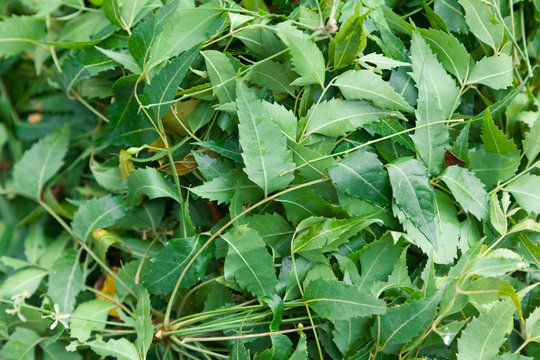 Leaves of Indian Neem (Azadirachta indica) Tree. 