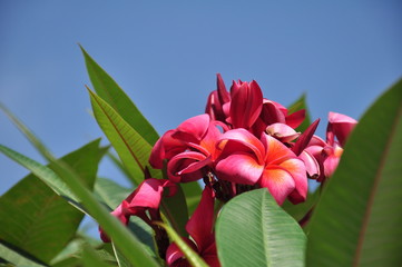 Colorful flowers in the garden.Plumeria flower blooming.Beautiful flowers in the garden Blooming in...