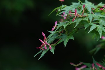 The seed of Maple is the shape of a propeller.