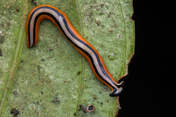 Obraz na płótnie Canvas Beautiful Close-up image of color hammerhead worm from Borneo
