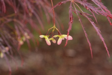 The seed of Maple is the shape of a propeller.