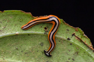 Beautiful Close-up image of color hammerhead worm from Borneo