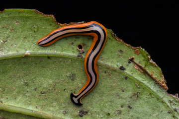 Beautiful Close-up image of color hammerhead worm from Borneo