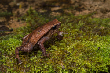 Beautiful Kinabalu Sticky Frog of Sabah, Borneo Island