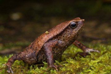 Beautiful Kinabalu Sticky Frog of Sabah, Borneo Island