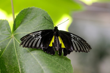 Golden birdwing (Troides rhadamantus) perched on a leaf. Rain Forest exhibit in the Academy of Sciences in San Francisco.