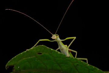 Beautiful Stick Insect  with water bubble on the green leaves isolated on black
