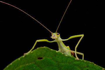 Beautiful Stick Insect  with water bubble on the green leaves isolated on black