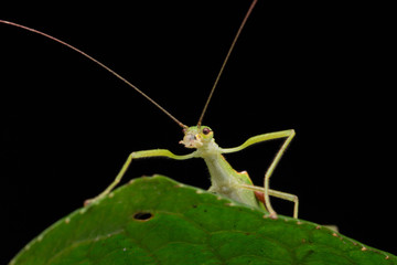 Beautiful Stick Insect  with water bubble on the green leaves isolated on black