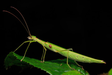 Beautiful Stick Insect  with water bubble on the green leaves isolated on black