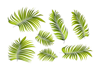 Green leaves of palm tree on white for summer background