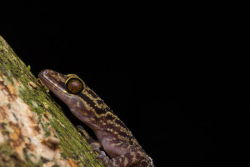 Macro Image of Kinabalu Angle-toed Gecko (Cyrtodactylus baluensis) , Kundasang, Borneo Island