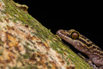 Macro Image of Kinabalu Angle-toed Gecko (Cyrtodactylus baluensis) , Kundasang, Borneo Island
