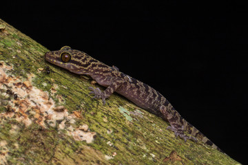 Macro Image of Kinabalu Angle-toed Gecko (Cyrtodactylus baluensis) , Kundasang, Borneo Island