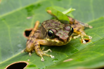 Frog on green leaves isolated on black, Torrent Frog of Borneo Island