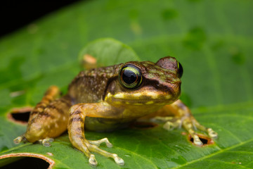 Frog on green leaves isolated on black, Torrent Frog of Borneo Island