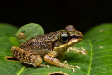 Frog on green leaves isolated on black, Torrent Frog of Borneo Island