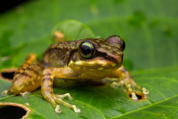 Frog on green leaves isolated on black, Torrent Frog of Borneo Island