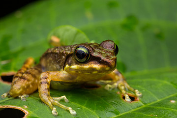 Fototapeta premium Frog on green leaves isolated on black, Torrent Frog of Borneo Island