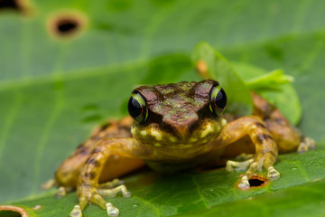 Frog on green leaves isolated on black, Torrent Frog of Borneo Island