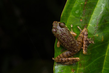 Obraz premium Frog on green leaves isolated on black, Torrent Frog of Borneo Island