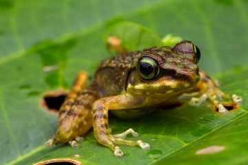 Frog on green leaves isolated on black, Torrent Frog of Borneo Island