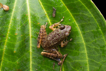 Frog on green leaves isolated on black, Torrent Frog of Borneo Island