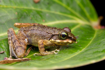Frog on green leaves isolated on black, Torrent Frog of Borneo Island