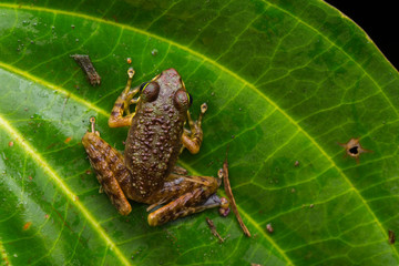 Frog on green leaves isolated on black, Torrent Frog of Borneo Island