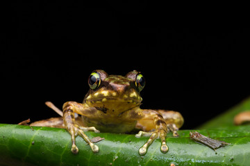 Frog on green leaves isolated on black, Torrent Frog of Borneo Island