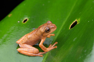 Cute Masked tree frog on green leaves with isolated on black - Rhacophorus angulirostris