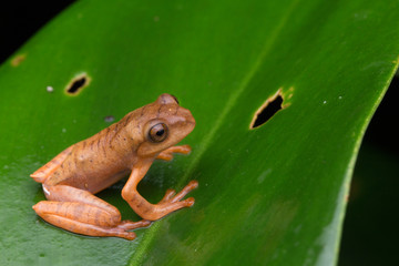 Cute Masked tree frog on green leaves with isolated on black - Rhacophorus angulirostris