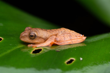 Obraz premium Cute Masked tree frog on green leaves with isolated on black - Rhacophorus angulirostris