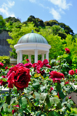 flowers in the garden